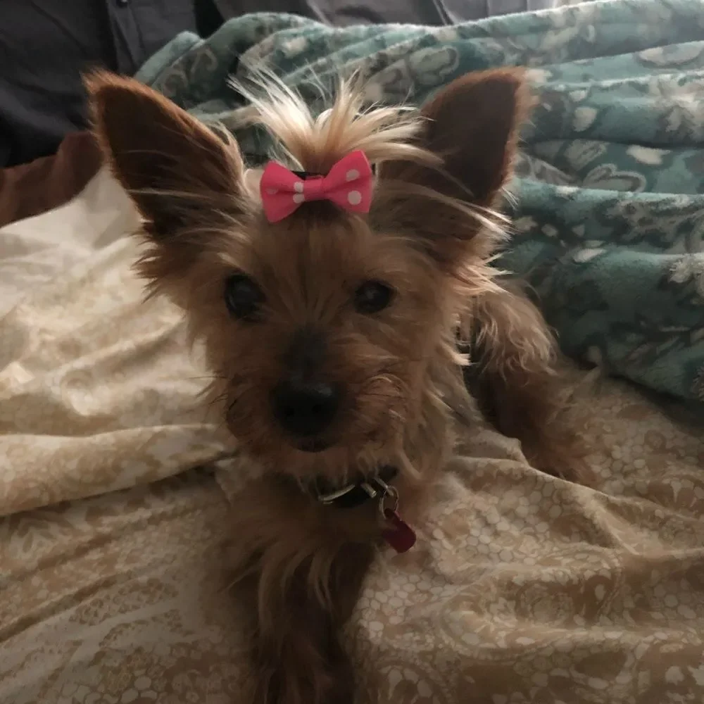 VISIT MY HUGE PETS CLOSET 🦋🦄🌈🍄